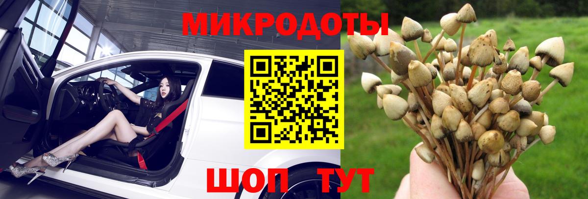 Псилоцибиновые грибы Psilocybine cubensis Сызрань